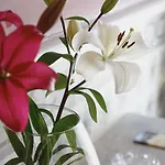 酒店 卢阿尔卡酒店 卢阿尔卡